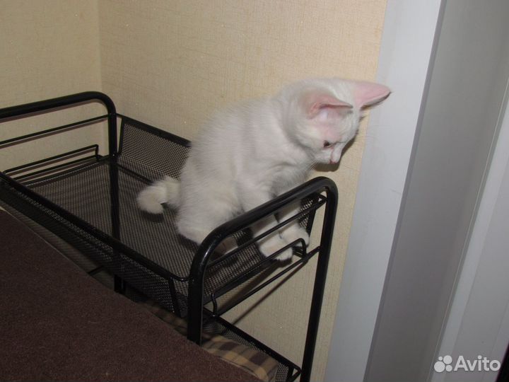 Славные малыши ищут дом