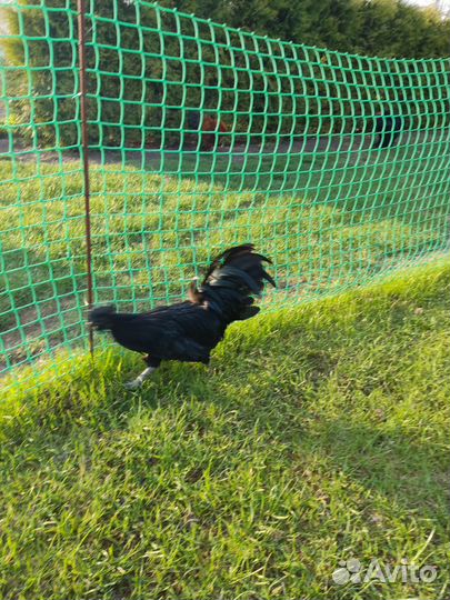 Петухи и куры Йокогама, Кохинхины, Лакендази