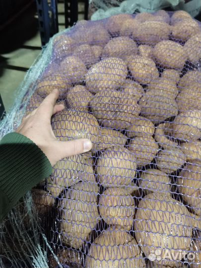 Продам картофель оптом