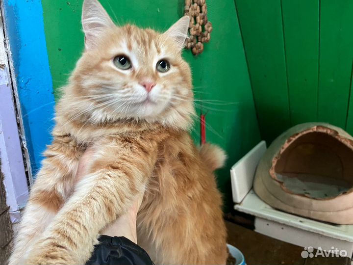 Рыжая кошка