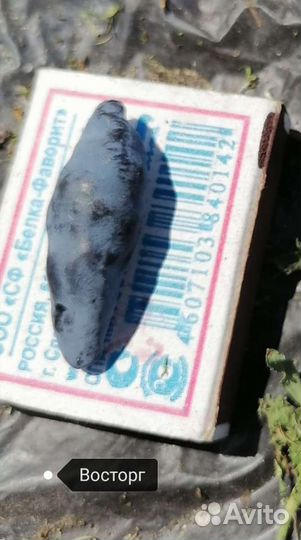 Жимолость съедобная