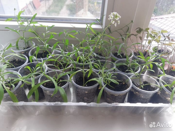 Алиссум сноу принцесс