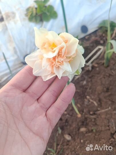 Нарциссы красивые