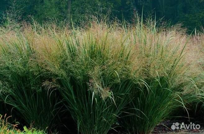 Просо Шенандоа