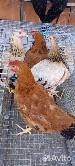 Курочка-молодка