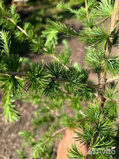 Лиственница европейская