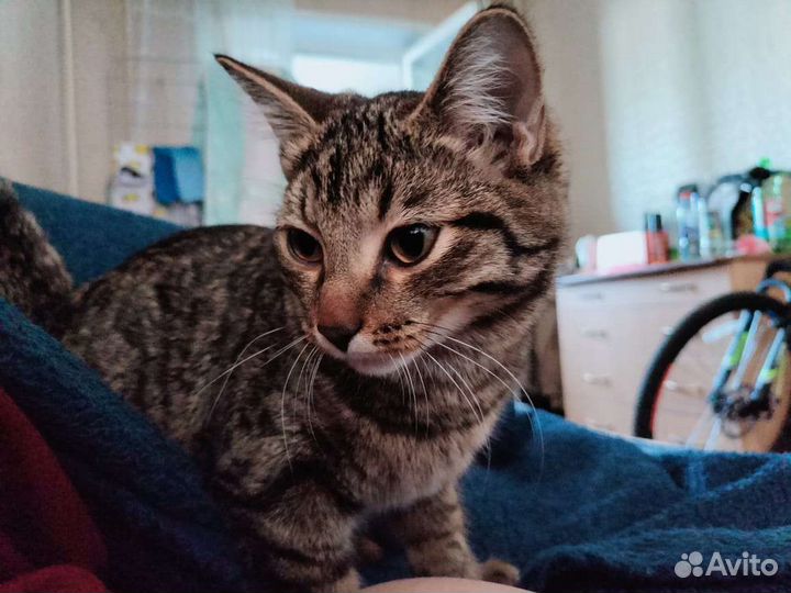 Кошка в дар бесплатно