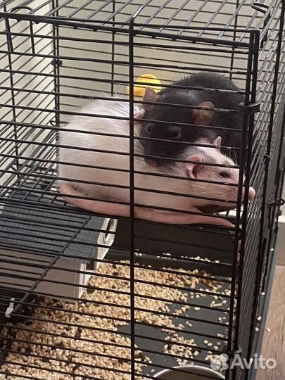 Декоративная крыса