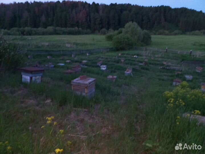 Продам пчелосемьи