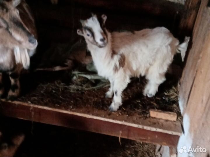 Коза камеруская