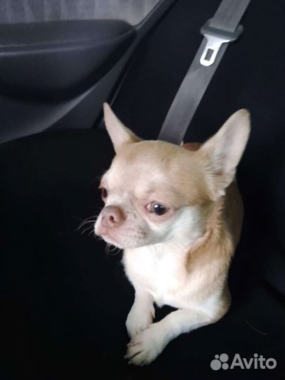 Чихуахуа Вязка