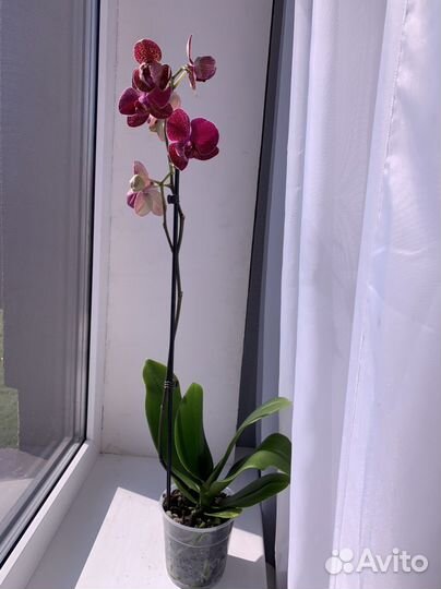 Орхидея Кимоно 70см