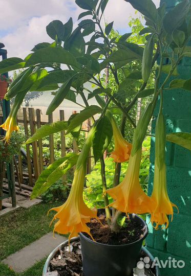 Декоративные растения для дома и дачи. Бругмансия