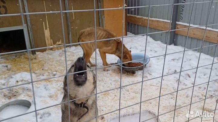 Собаки в беде