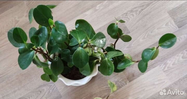 Декабрист-шлюмбергера, пеперомии