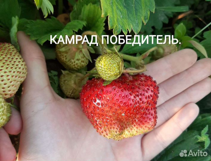 Клубника рассада