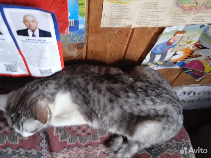 Кошка светлая полосатая