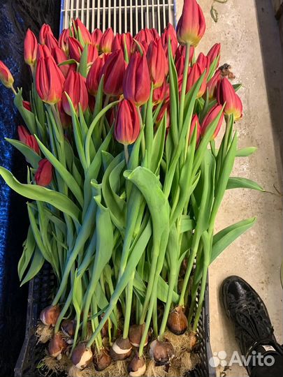 Тюльпаны оптом