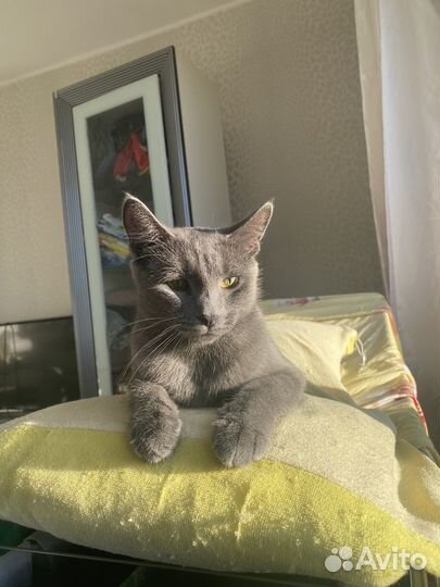 Кошка
