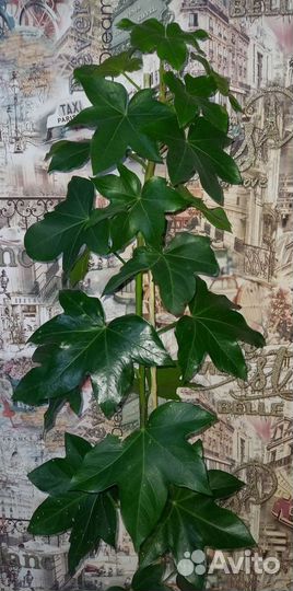 Фатсхедера