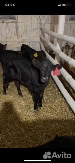 Телята бычки и телки