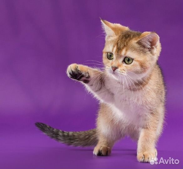 Вязка, кот Шотландский