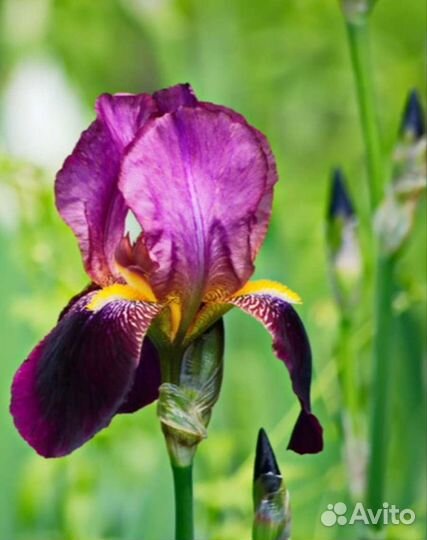 Ирисы: сибирский, бородатый, болотный