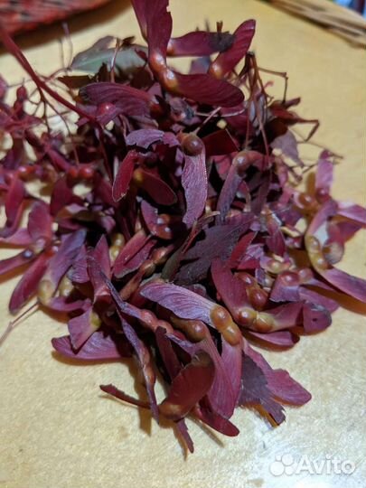 Клен Дланевидный Японский Саженцы