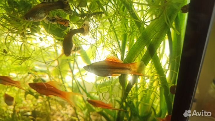 Меченосцы самцы