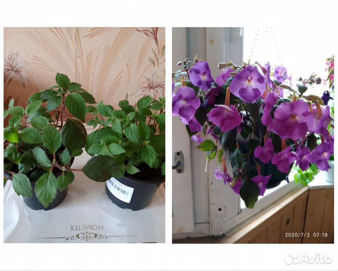 Цветы комнатные