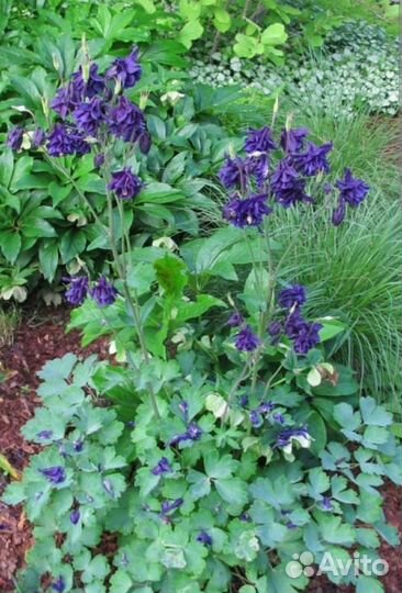 Многолетние садовые растения