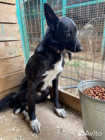 Собака Лучик из приюта очень ждет свою семью