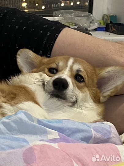 Вельш-корги пемброк вязка