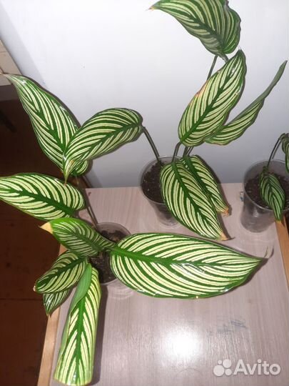 Каллатея Виттата