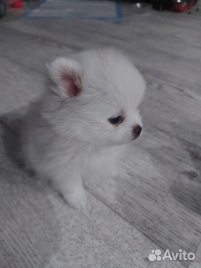 Щенки шпица мини