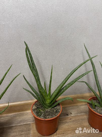 Алоэ вера комнатные растения