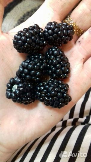 Ежевика колючая (саженцы)