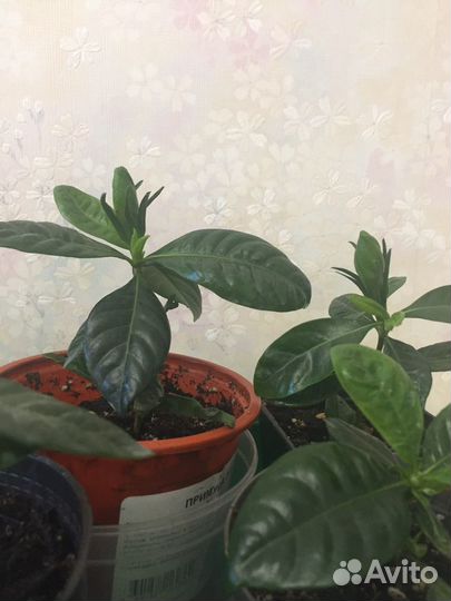 Гардения жасминовидная, Лавр