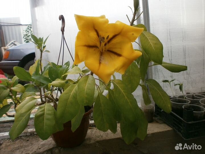 Карисса вариегатная -соландра-и др