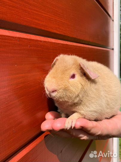 Американский тедди мальчики