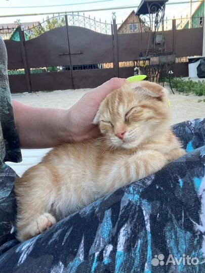 Котенок на улице