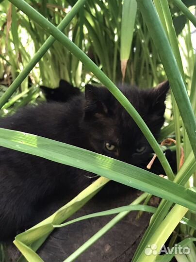 Котенок мальчик черный