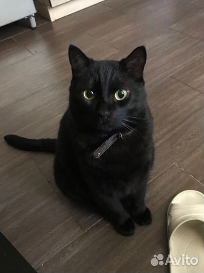 Отдам кота в добрые руки
