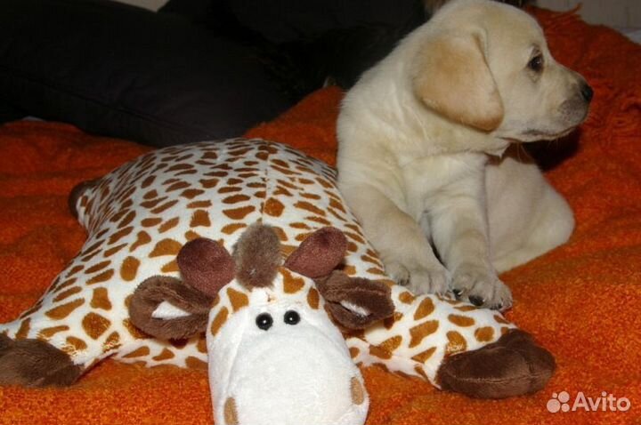 Малышка лабра