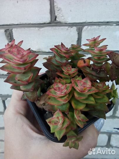 Суккуленты крассулы и другие