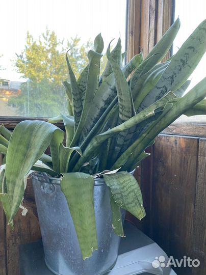 Сансевиерия