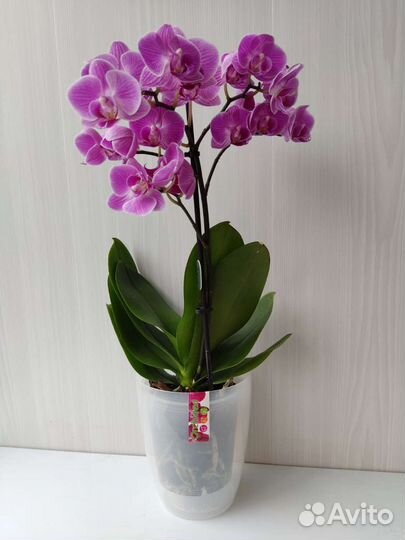 Кашпо для цветов Орхидея