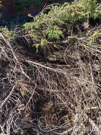 Можжевельник стелящаяся