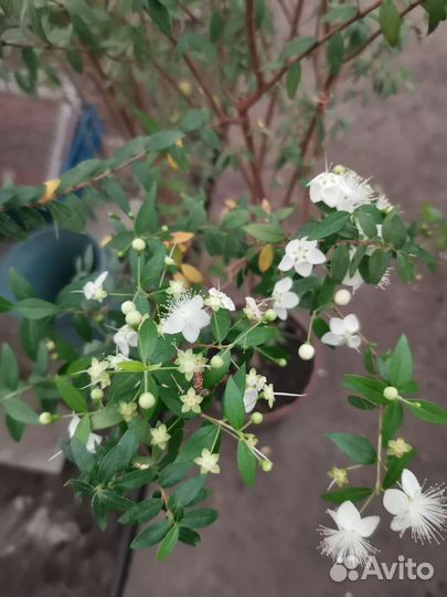 Миртовое дерево