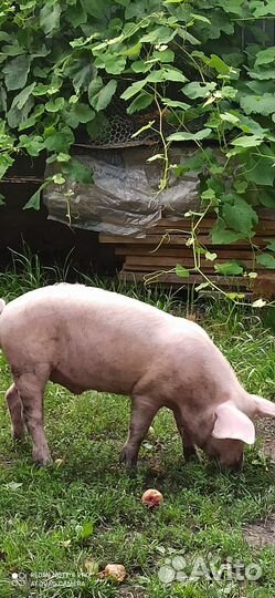 Поросенок обычный 3 месяца и вьетнамская свинка